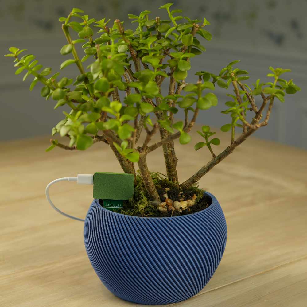 Apollo PLT-1 Apollo PLT-1